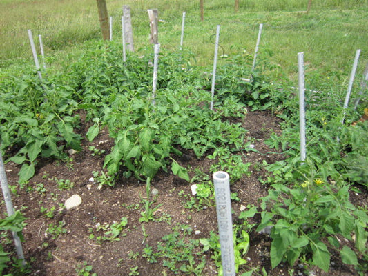 Pruning Tomatores