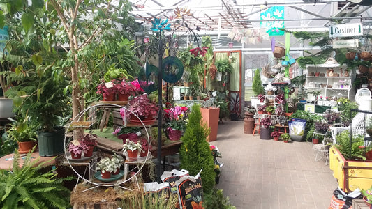 Restocked Ballantyne Gardens last week