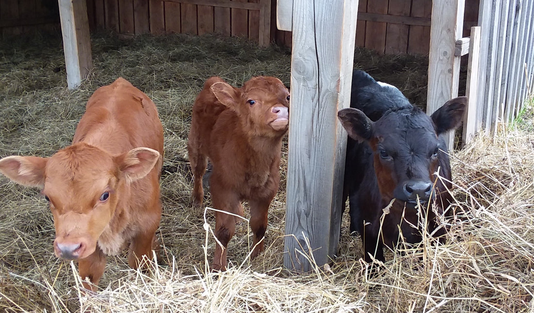 Lynyrd, Skynyrd and Dotti