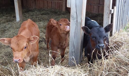 Lynyrd, Skynyrd and Dotti