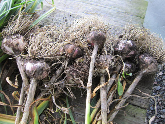 Garlic