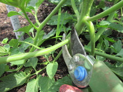 Late Blight in Madison County