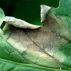 Devine Gardens vermicompost tips to prevent late blight