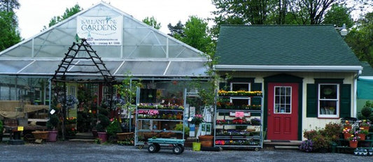 Devine Gardens at Ballantyne Gardens tomorrow from 2:00 to 4:00