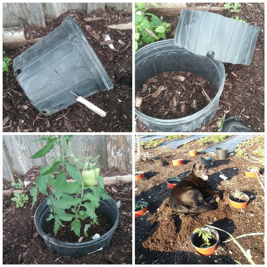Devine Gardens tomato collars