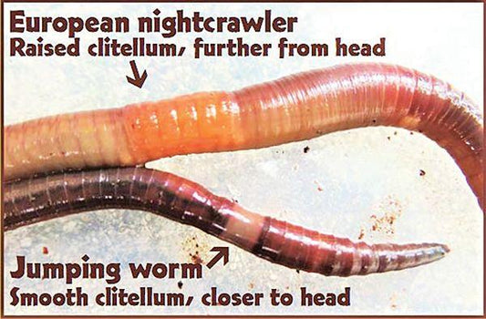 picture of jumping worm versus nightcrawlers