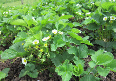 Strawberry season is coming - can't wait