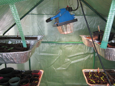 Devine Gardens tips on seedlings