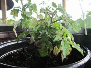 Devine Gardens selling Tiny Tim tomatoes