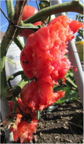 Which is worse? Late blight or chickens in the garden