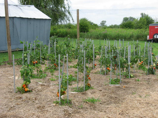 Pinching off tomato suckers