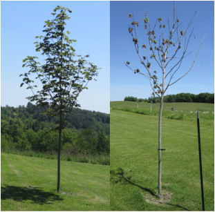 2 trees - one with Devine Gardens vermicompost and one without, June 21st, 2013