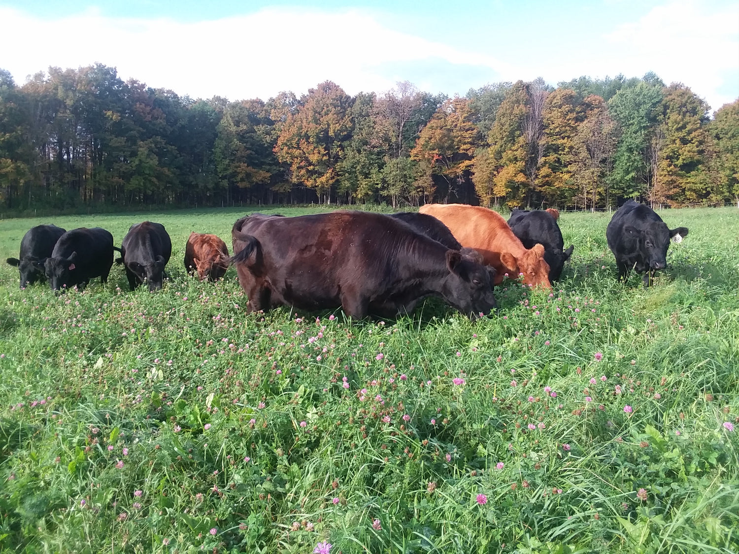 Devine Gardens cows on pasture backbone