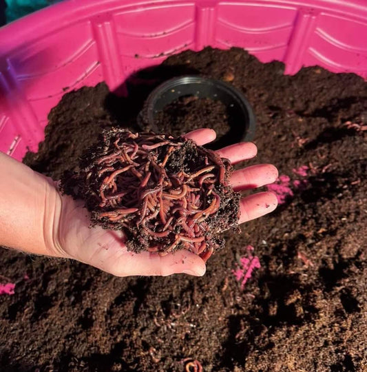 Handful of Devine Gardens composting worms
