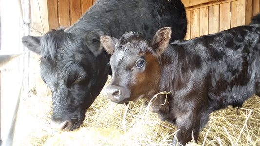 Baby calf Dotti hogs the maternity ward