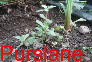 Purslane in the garden