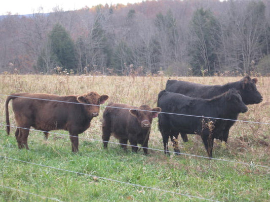 Our First Cows