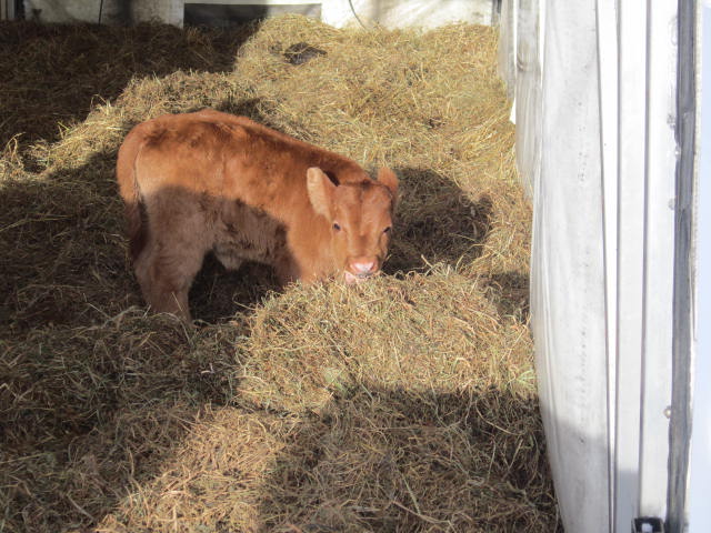 Our First Calf
