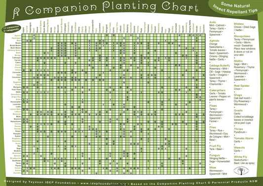 Devine Gardens Companion Planting Guide