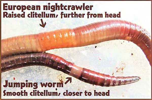 picture of jumping worm versus nightcrawlers
