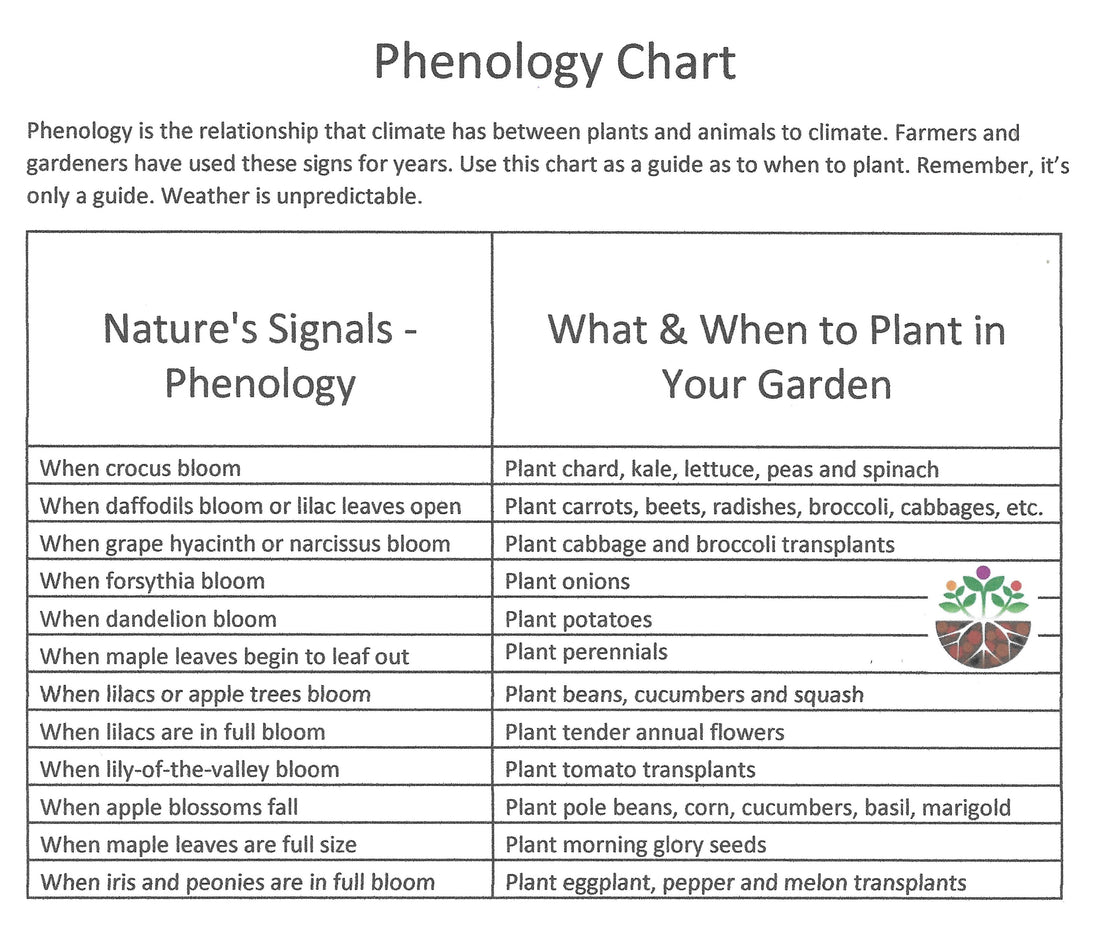 Soil Temperatures and Phenology Chart