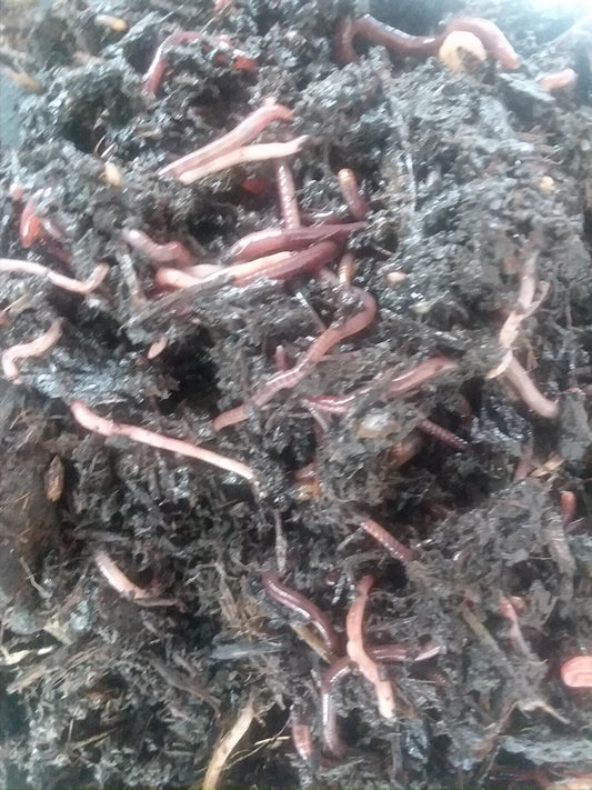 Devine Gardens composting worms